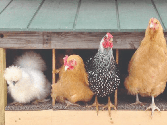 Picture for: Backyard Chickens for Beginners