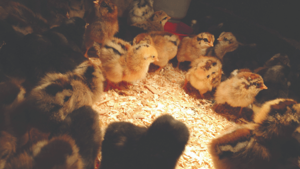 Picture for: Backyard Chickens for Beginners