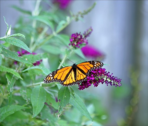 Picture for: Monarchs with Ms. Flynn
