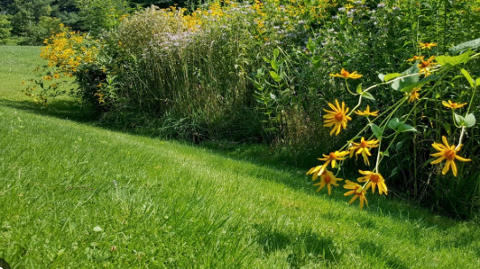 Picture for: Doing It Different: Habitat Help for Lawns, Shorelines & Pollinators