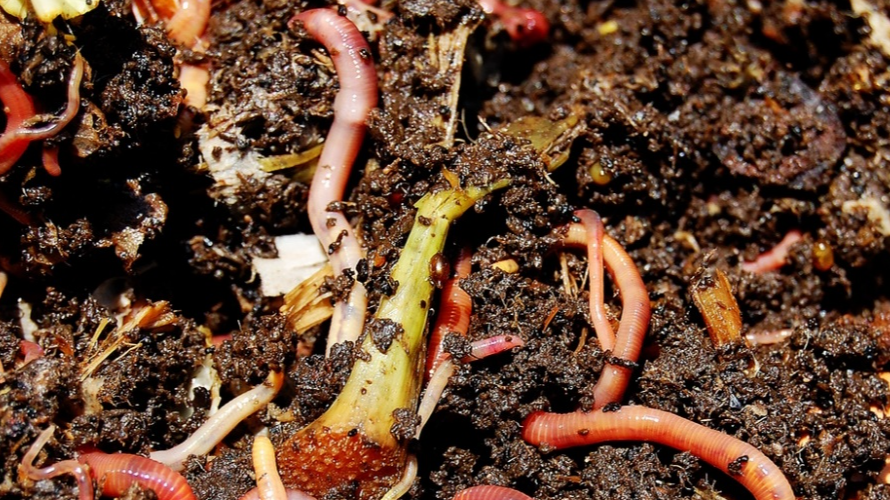 Picture for: Mobile Worm Compost