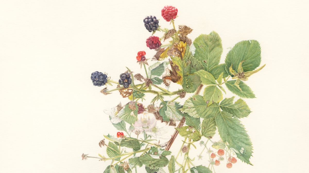 Picture for: Botanical Watercolors: Intermediate - Advanced - Tuesday Mornings: Fall I