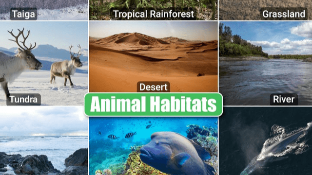 Picture for: Eco Explorers: Where do I belong?