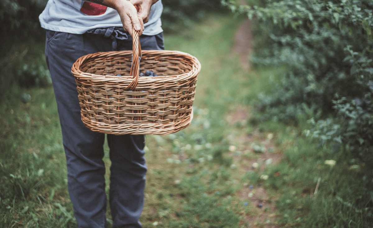 Picture for: Wild Edible & Medicinal Herb Walk