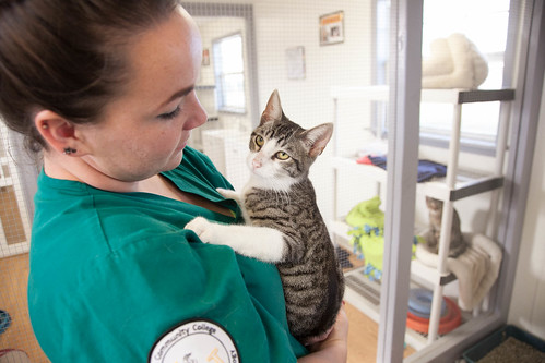 Picture for: Pet Emergencies