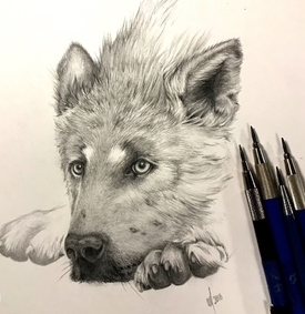 Picture for: Intro to Natural History Illustration Drawing in Graphite with Charon Henning