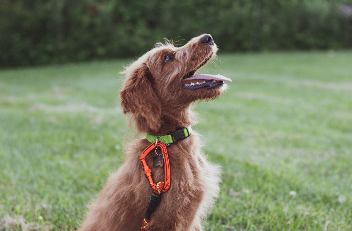Picture for: Learn to Speak Dog!  Improving Communications with our Canine Companions