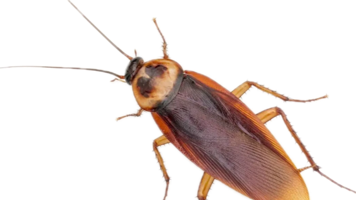 Picture for: Bugged Out Water