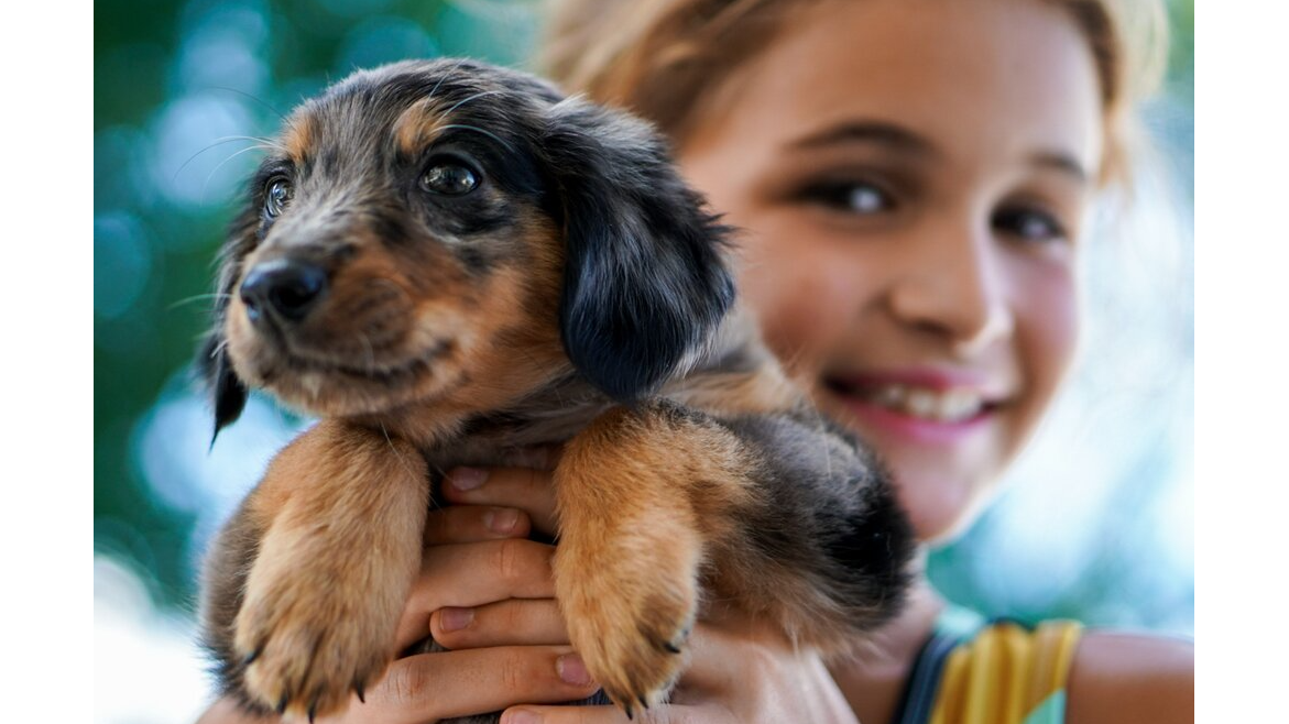 Picture for: Pet Pros