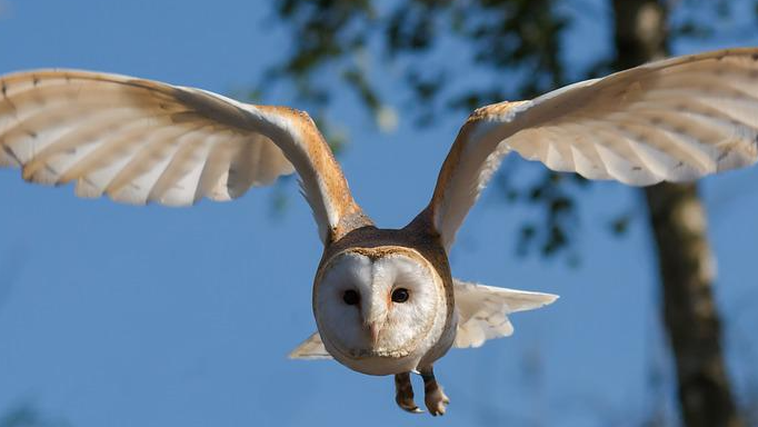 Picture for: Birdwatching 101: Field Trips