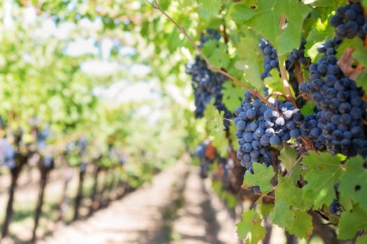 Picture for: A Taste of Terroir: Wine, Grapes & Soil
