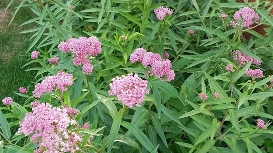 Picture for: Online: Many MN Milkweeds: Adult