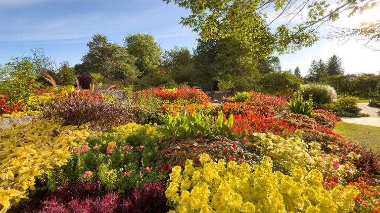 Picture for: Online: Fall Native Perennial Planting: Adult