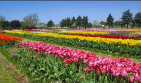Picture for: 05/05/2027: Holland Tulip Time