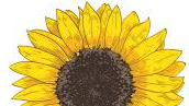 Picture for: Sunny Sunflowers in Watercolor