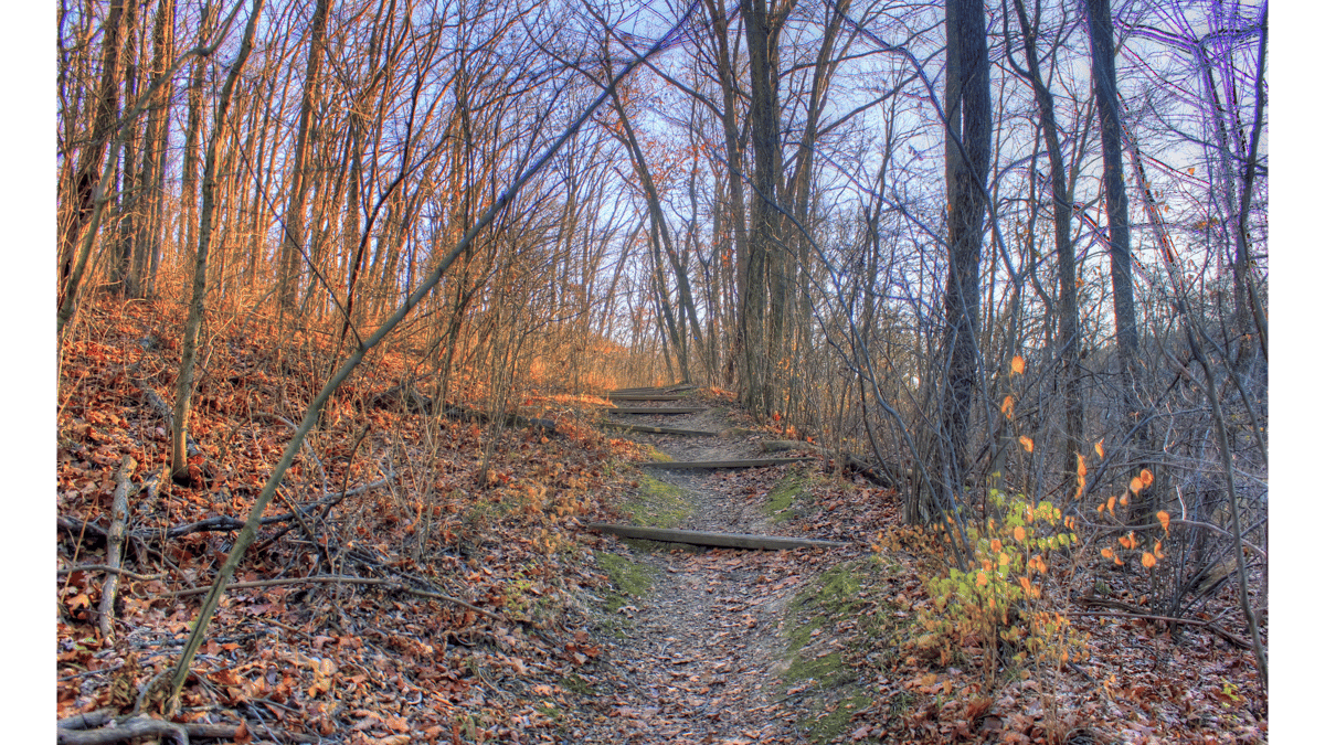 Picture for: Falling Leaves and Cider Hikes