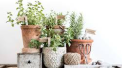 Picture for: Ceramic Garden Herb Markers