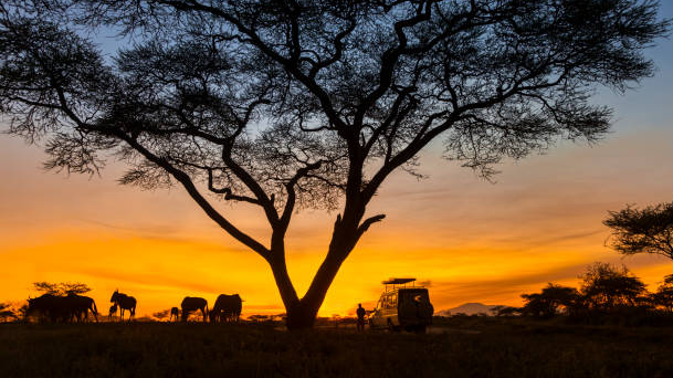 Picture for: Safari Night!