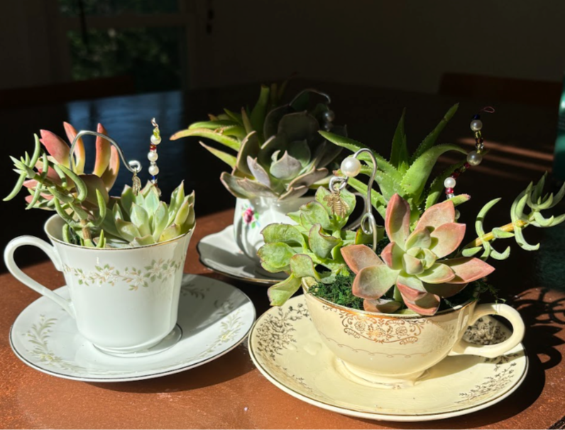 Picture for: Adult Enrichment | Spill the Tea: Teacup Succulent Planters (Ages 16 and older)