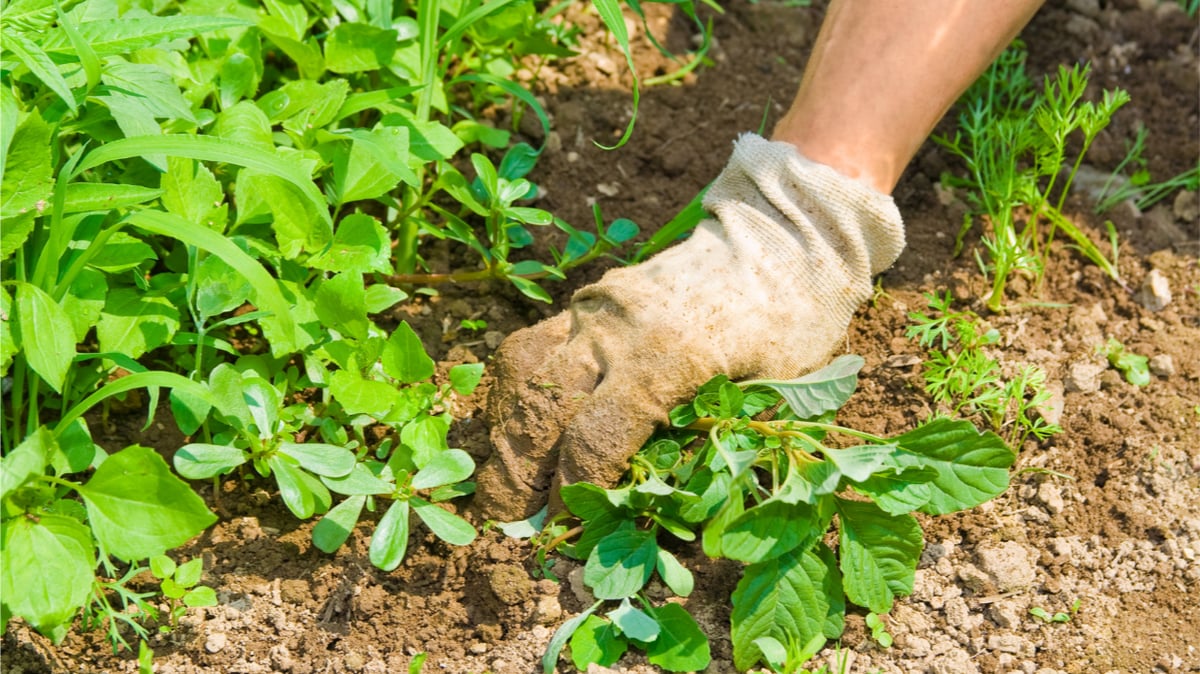 Picture for: Weeding 101