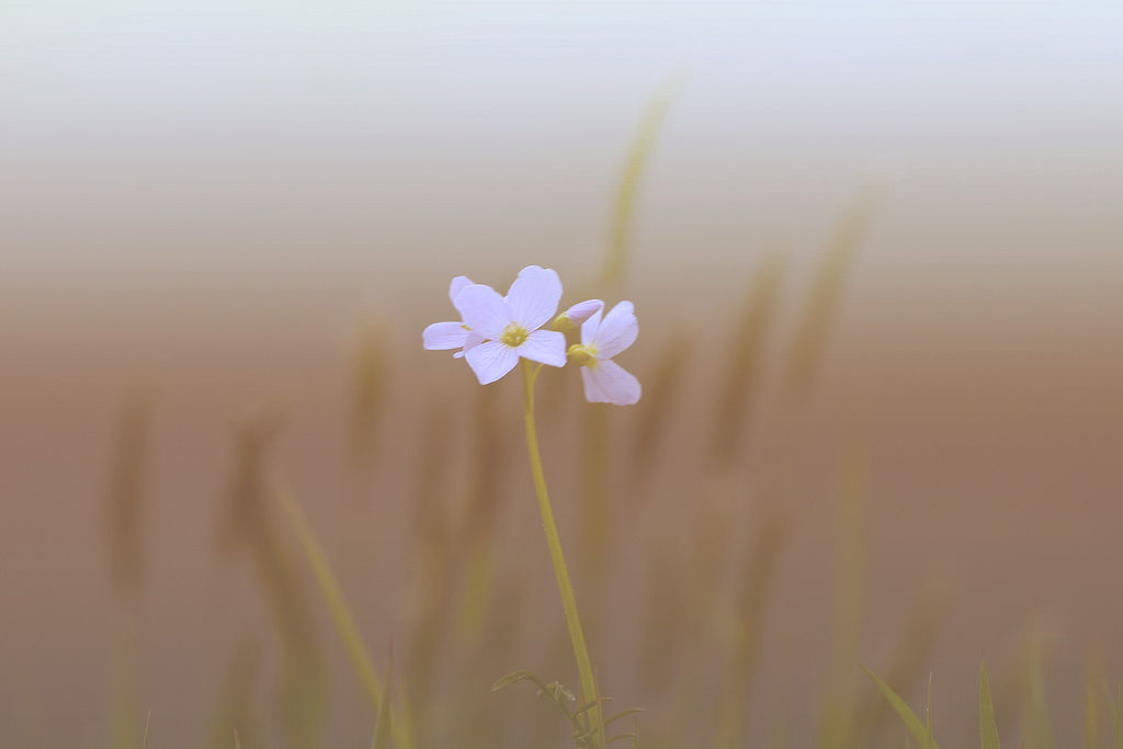 Picture for: How to Support People Grieving a Death: Do's & Don'ts [online]