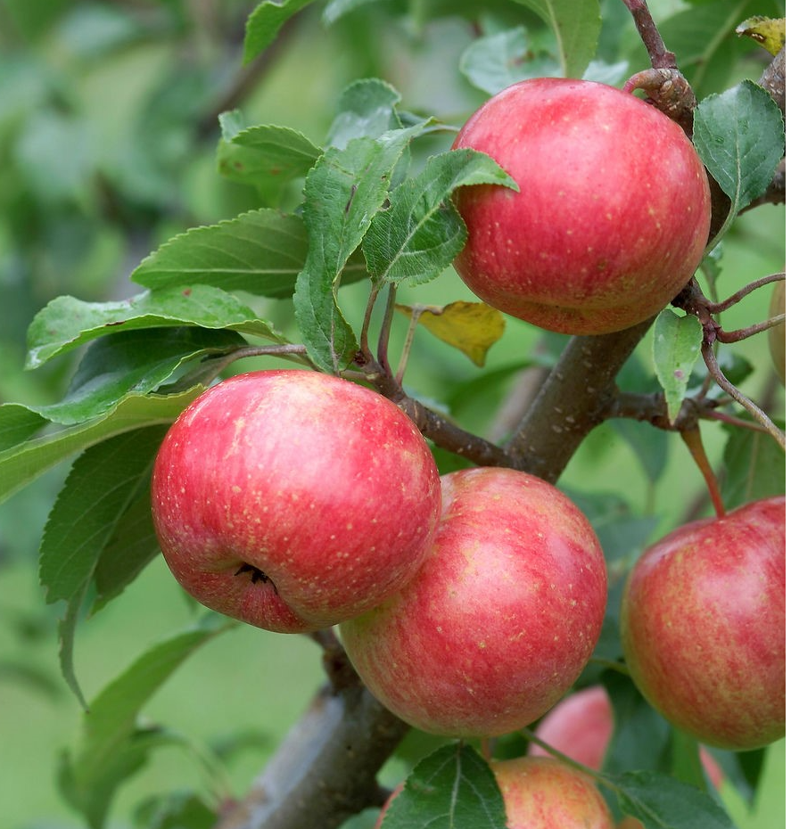 Picture for: Growing Apples (online)