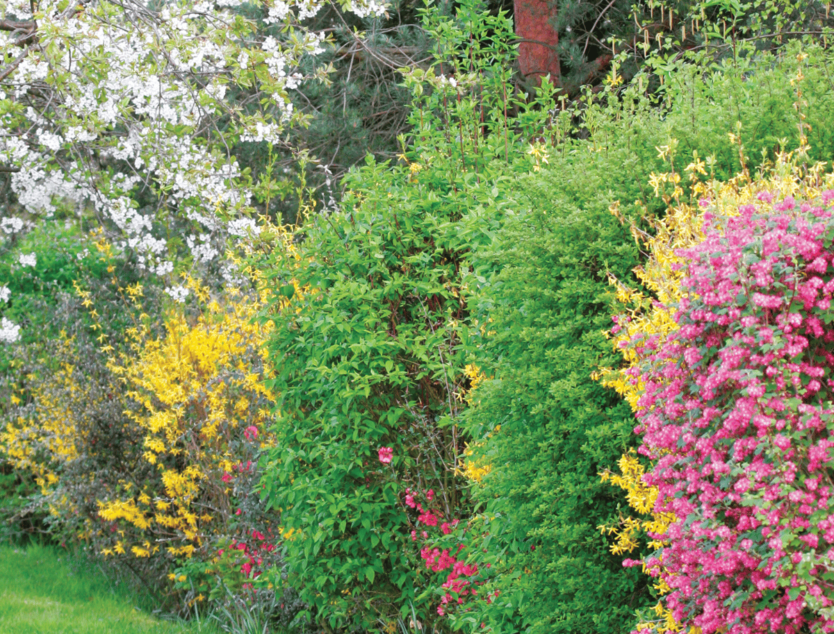 Picture for: Living Fencelines