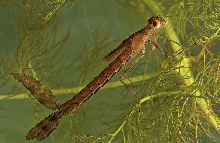 Picture for: Bugged Out Water (Adult/Child)