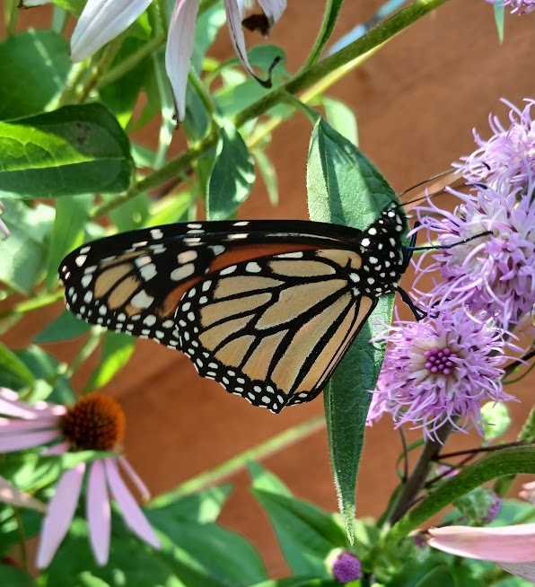 Picture for: Hands On Butterfly Garden Design