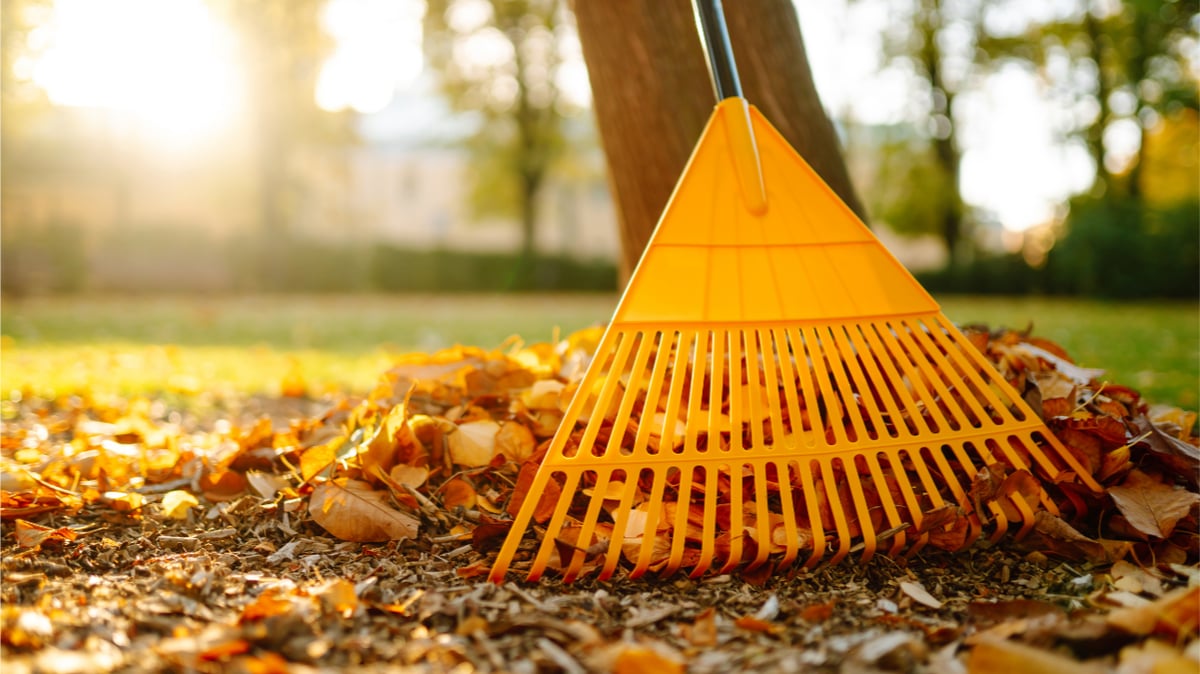 Picture for: Fall Lawn Care