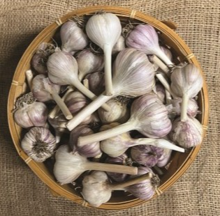 Picture for: Growing Great Garlic in Minnesota