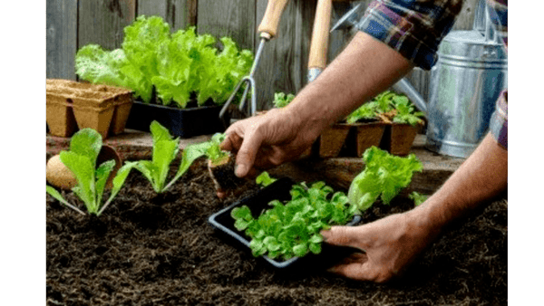 Picture for: Gardening with the Masters: Advanced Vegetable Gardening