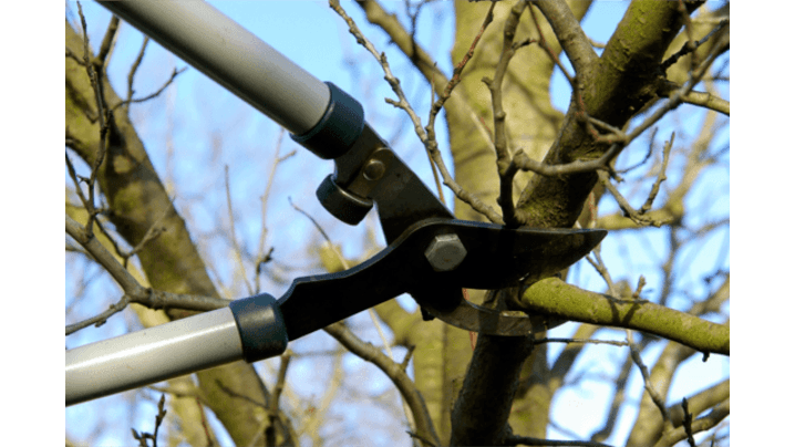 Picture for: Gardening with the Masters: Pruning Trees & Shrubs