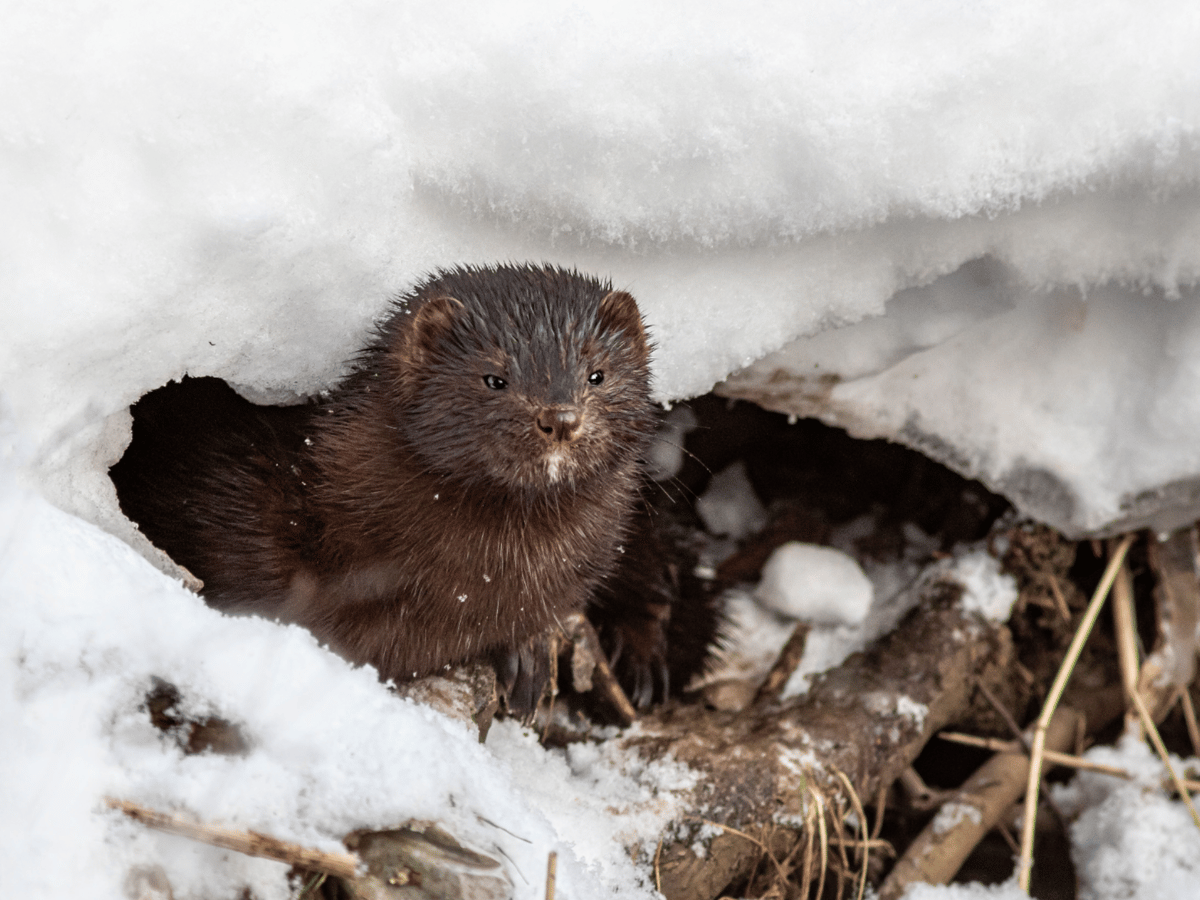 Picture for: Nature Tots: Ready For Winter (Kroening)