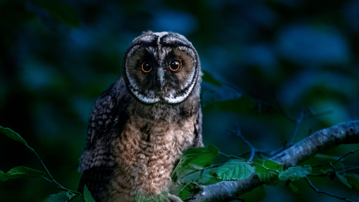 Picture for: Drop-In Nature: Nocturnal Nights (Kroening)