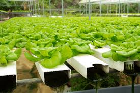 Picture for: North Beacons Summer Academy - STEAM Gardening & Arts (Grades 7-12)