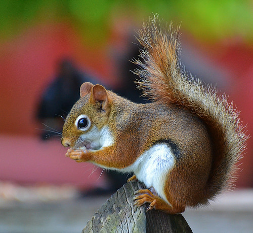 Picture for: Animal Friends (Gr: K)