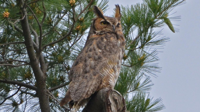 Picture for: Bird Watching: How to Get Started (Ella Baker)