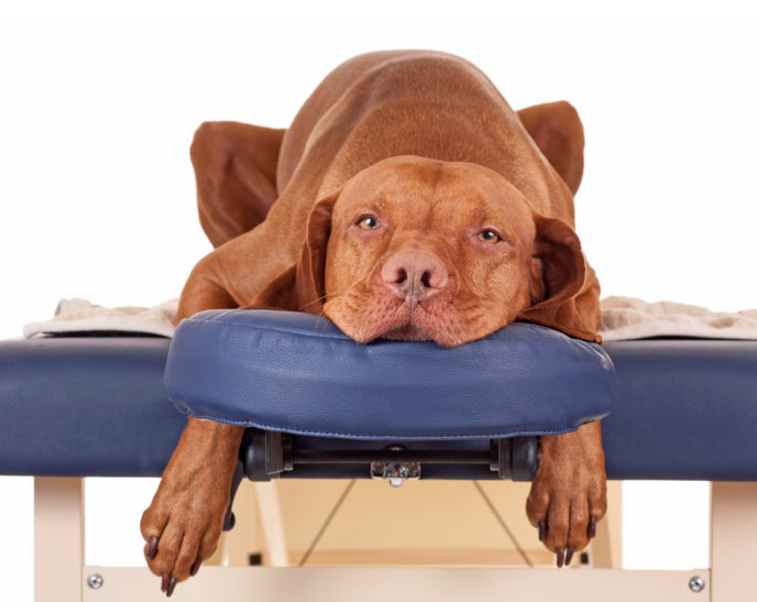 Picture for: Dog Massage (Summer)