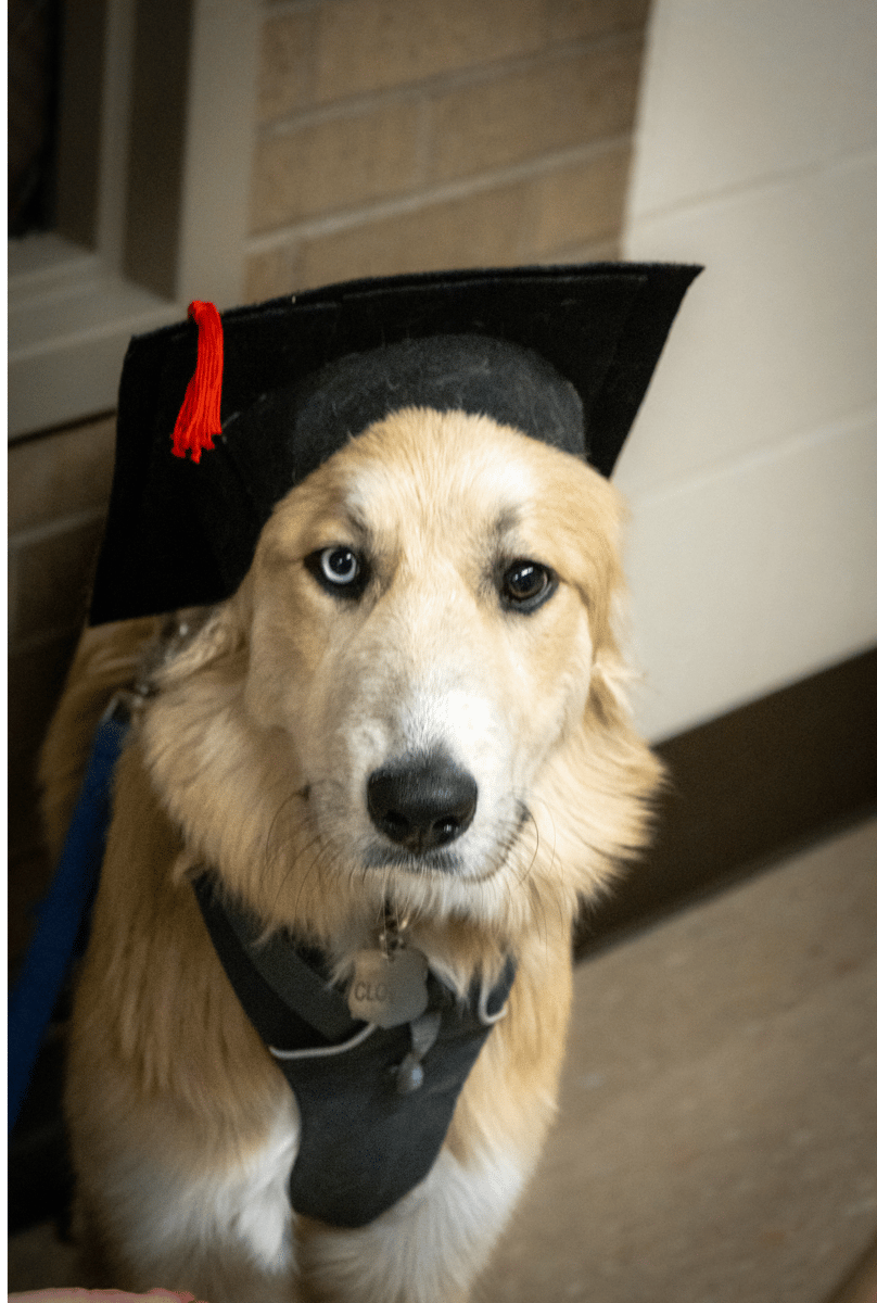 Picture for: Dog Obedience 1: Life Skills for Dogs 6 Months + (Southwest)