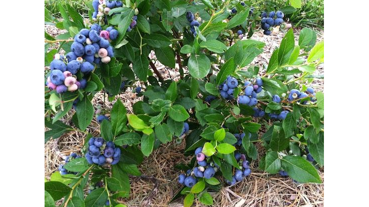 Picture for: Berry Picking and Tour at Little Hill Berry Farm -July 29 (Southwest)