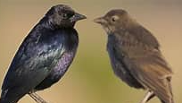 Picture for: ACCESS - Birding in the Park: Birding Behavior (Anwatin))