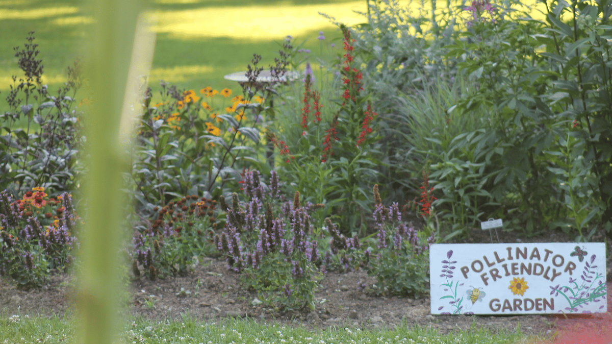 Picture for: Planting for Pollinators (Roosevelt)