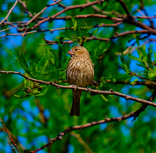 Picture for: ACCESS - Birding in the Park: Spring Birding by Ear (Anwatin)