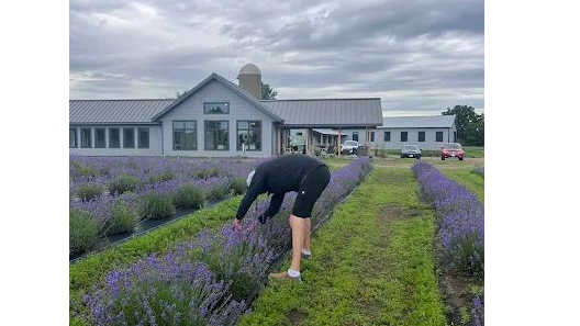 Picture for: Bus Tour: Lavender Farm & the Chippewa Valley w/ Historian Dave Bredemus - July 2  (Southwest)
