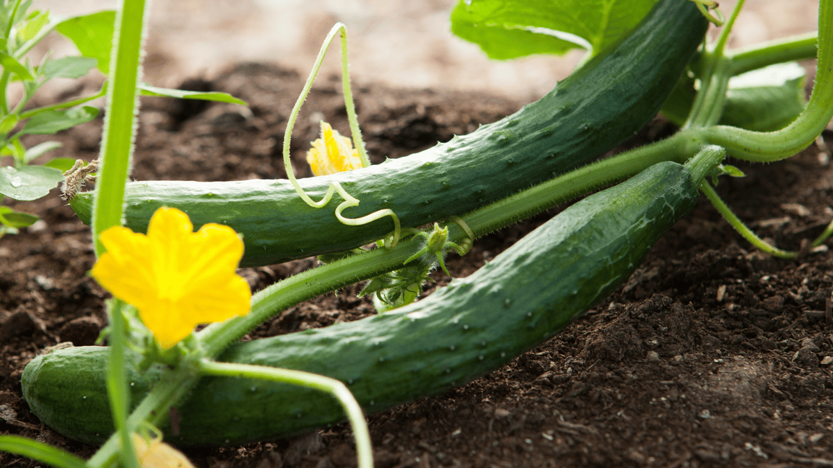 Picture for: Cucumbers (Roosevelt)