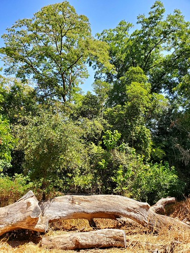 Picture for: Backyard Games (Gr: 1-2)