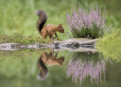 Picture for: Wild Words: Writing in the Park