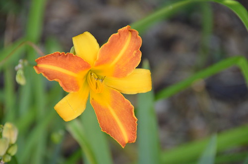 Picture for: Gardening Club (Grades 2-5)