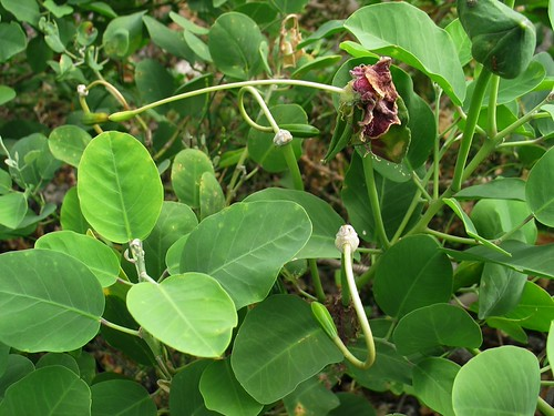 Picture for: Gardening: Medicinal Herb Gardening (Washburn at Las Estrellas)